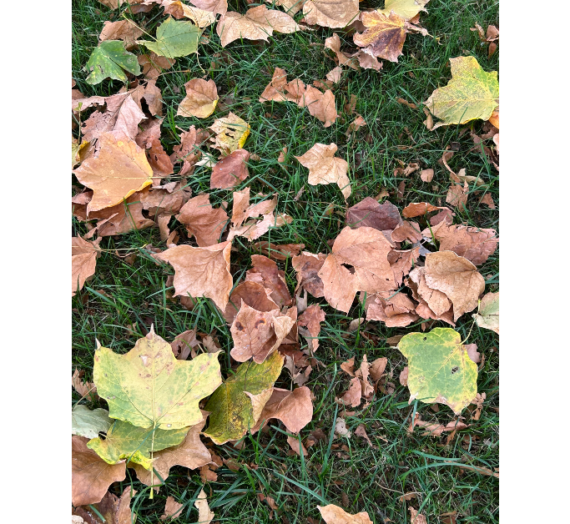 Our Five Senses Easily Conjure Up The Fall Season