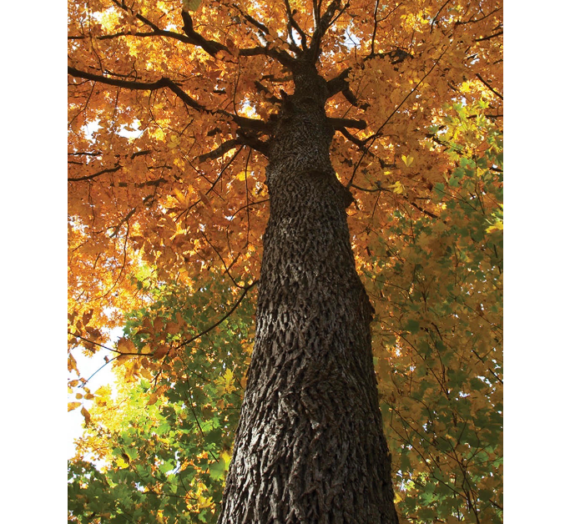 Conjuring Up Fall Memories Through A Simple Pile Of Leaves